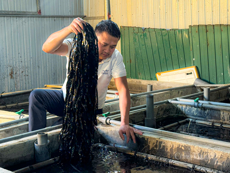 Mô hình của anh Dung còn tạo việc làm thường xuyên cho khoảng 15 lao động và đoàn viên thanh niên địa phương với mức thu nhập từ 5 - 7 triệu đồng/tháng.