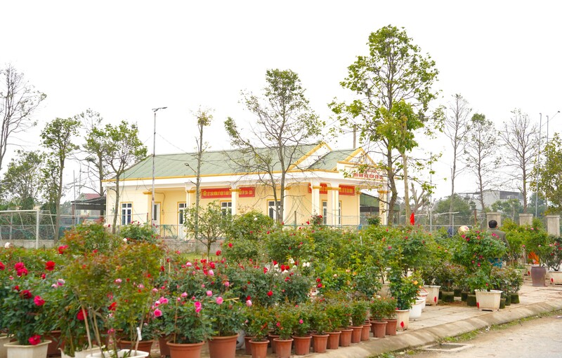 Hoa và cây cảnh phủ kín các tuyến đường, nhà văn hoá. Ảnh: Mai Liễu