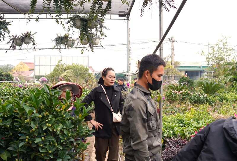 Ở các nhà vườn, một số khách hàng đã đến xem và mua hoa, cây cảnh. Ảnh: Mai Liễu