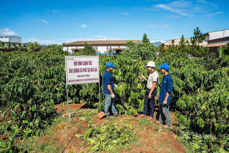Gia Lai chú trọng xây dựng vùng nguyên liệu để phát triển công nghiệp chế biến sâu phục vụ xuất khẩu.
