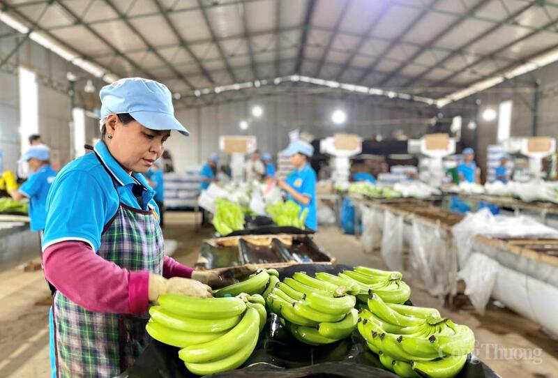 Công ty CP Chăn nuôi Gia Lai (Tập đoàn Hoàng Anh Gia Lai) hiện sở hữu 1.380 ha chuối đạt chứng nhận GlobalGAP.