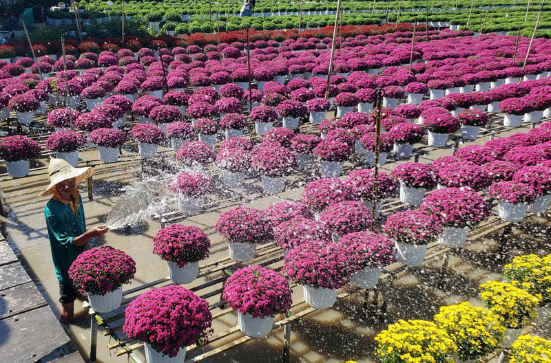 Nông dân Làng hoa Sa Đéc tất bật chăm sóc những giàn cúc rực rỡ để kịp cung ứng cho thị trường Tết Nguyên đán 2026. Ảnh: Hữu Nhân.