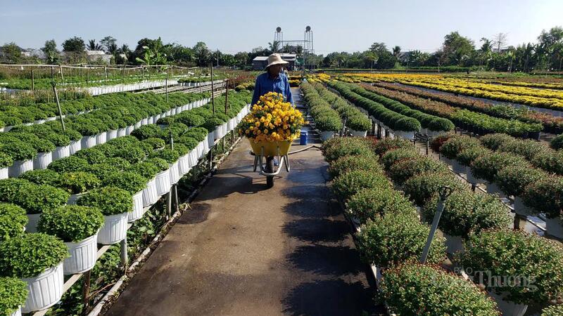 Nông dân làng hoa Sa Đéc vận chuyển hoa cúc cung ứng cho thị trường cuối năm. Ảnh: Hữu Nhân.