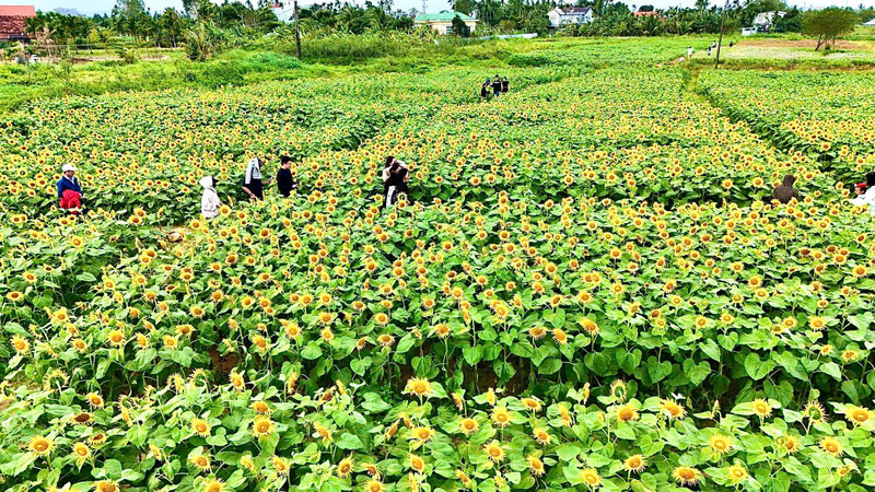 Hơn 1 triệu bông hoa hướng dương bung nở rực rỡ tạo thành một tấm thảm vàng tại xã An Phú. Ảnh: Nguyễn Dương