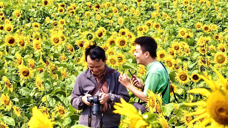 Đứng lọt thỏm giữa nền vàng rực rỡ của hoa hướng dương là một trải nghiệm thú vị. Ảnh: Nguyễn Dương