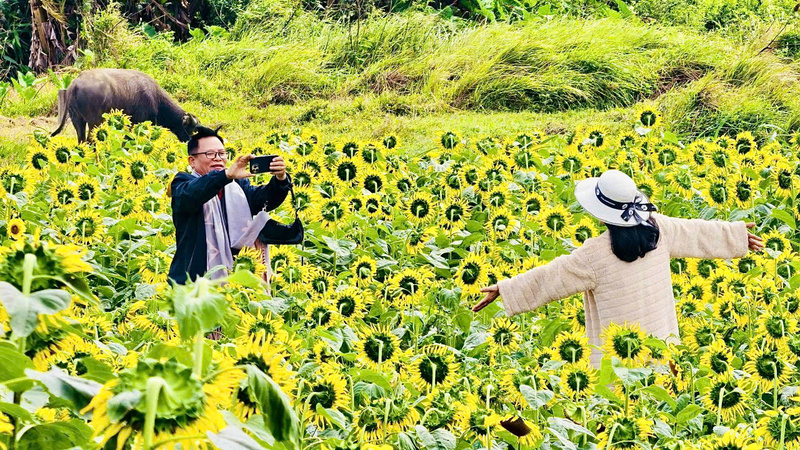 Cánh đồng hoa đã thu hút rất nhiều người địa phương đến check-in. Ảnh Nguyễn Dương