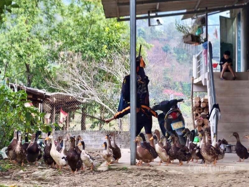 Giống vịt cổ xanh ở Mường Lạn đang trở thành sinh kế của người dân nơi đây.