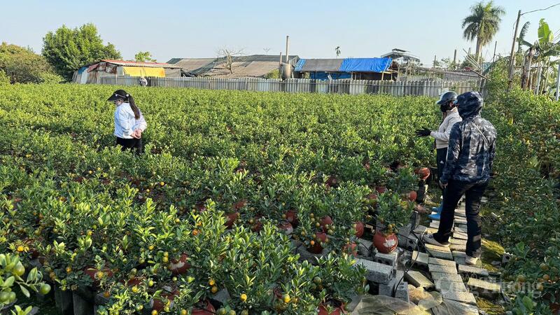 Nhiều "dân buôn" tìm đến vườn quất đặt hàng sớm.