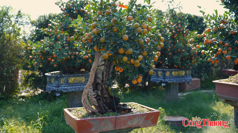 Quất tại Tứ Liên sẵn sàng đón khách. Ảnh: Thái Mạnh