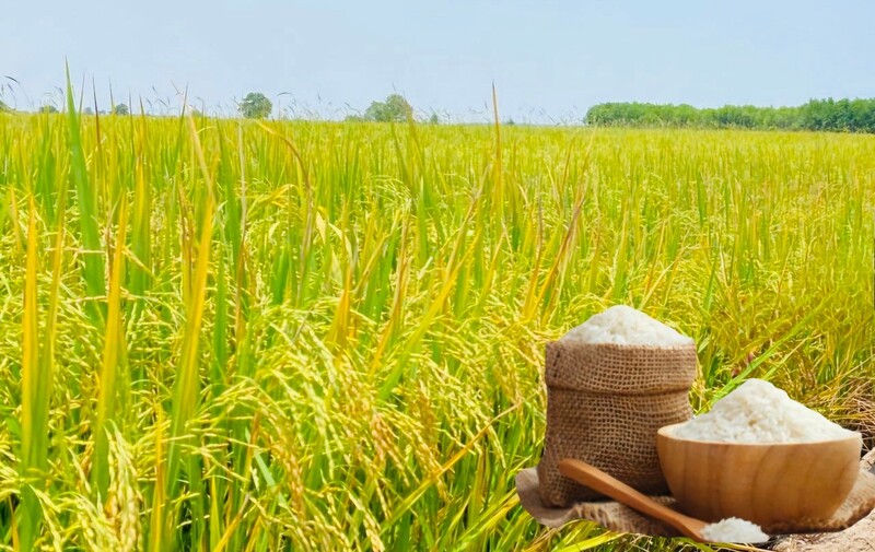 Giá lúa gạo hôm nay ngày 8/1/2026: Gạo xuất khẩu đảo chiều giảm, lúa tươi chững giá. Ảnh: Thanh Minh.