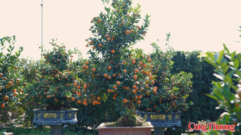 Theo chủ vườn quất tại Tứ Liên, quất gỗ lũa là sự kết hợp độc đáo giữa cây quất cảnh và phần gốc, thân gỗ lũa được tạo hình công phu. Ảnh: Thái Mạnh