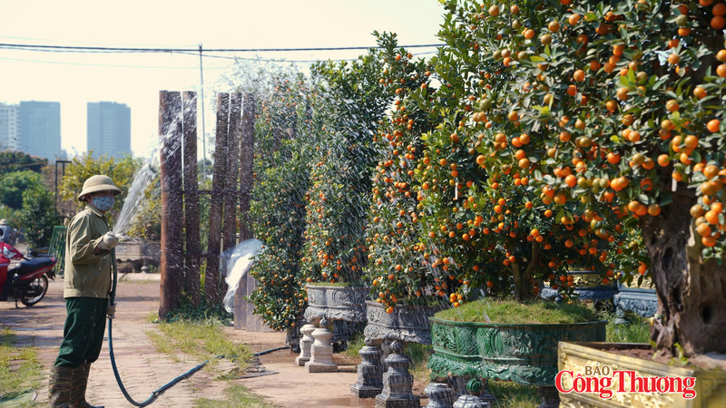 Những vườn quất bắt đầu ngả vàng, được người trồng chăm sóc tỉ mỉ, sẵn sàng cung ứng ra thị trường. Ảnh: Thái Mạnh