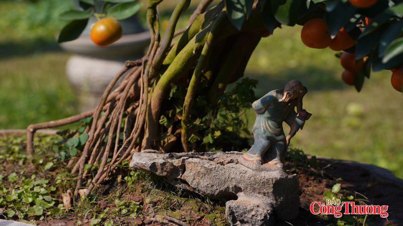 Một thân quất được ghép gỗ lũa mang dáng vẻ cổ kính, nhuộm màu thời gian. Ảnh: Thái Mạnh