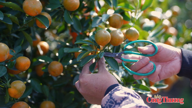 Lá vàng, quả xấu được người trồng cắt tỉa, loại bỏ để chậu cây đẹp nhất có thể. Ảnh: Thái Mạnh