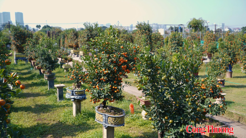 Nhà vườn quất Tứ Liên đã sẵn sàng cung cấp những chậu quất đẹp nhất ra thị trường. Ảnh: Thái Mạnh