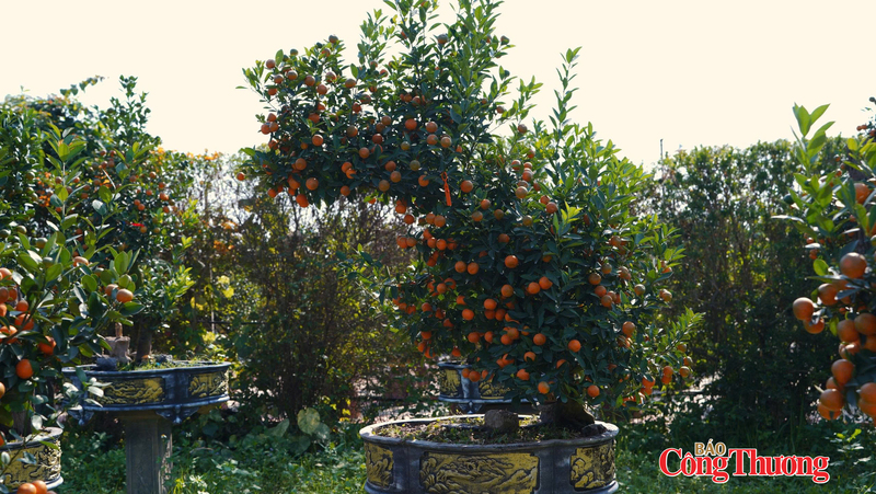 Lý giải vì sao giá quất lũa lại cao hơn so với hàng truyền thống, chủ vườn quất cho biết, để hoàn thiện một cây quất gỗ lũa, phải mất vài năm. Gỗ lũa được tuyển chọn kỹ lưỡng, xử lý chống mối mọt, sau đó tạo dáng phù hợp với thế cây. Ảnh: Thái Mạnh