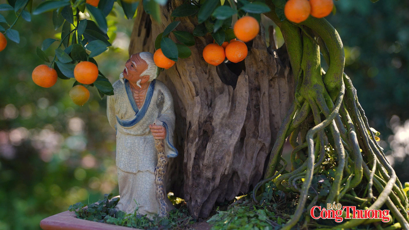 Ý nghĩa của quất gỗ lũa là sự trường tồn của thời gian thấm vào gỗ lũa, là sự kết tinh, đơm hoa kết trái. Ảnh: Thái Mạnh