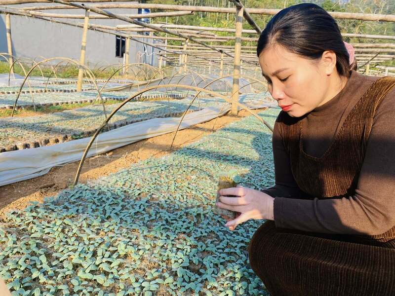 Bà Ma Thị Ninh đang kiểm tra những cây bí vừa trồng. Ảnh: NVCC