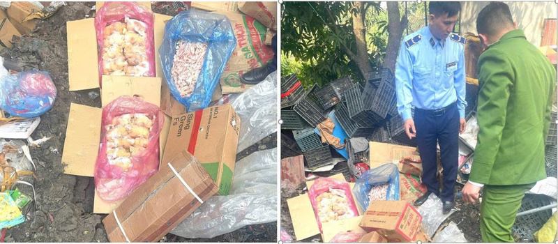 Lực lượng chức năng tỉnh Sơn La tiến hành tiêu hủy số thực phẩm là chân gà, thịt đông lạnh không rõ nguồn gốc. Ảnh: Danh Phúc