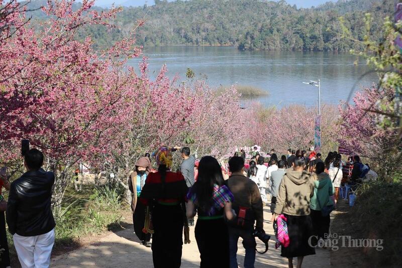 Lễ hội hoa Anh Đào tại Mường Phăng (tỉnh Điện Biên) thu hút đông đảo người dân và du khách. Ảnh: CTV