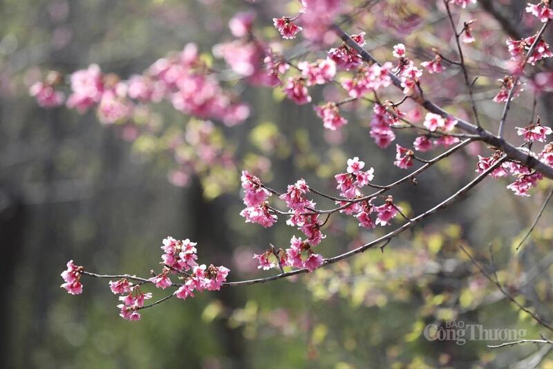 Lễ hội hoa Anh Đào Mường Phăng là một trong những sự kiện văn hóa - du lịch tiêu biểu của tỉnh Điện Biên, góp phần làm phong phú thêm sản phẩm du lịch địa phương. Ảnh: CTV