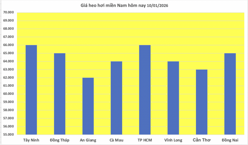 Giá heo hơi hôm nay 10/1/2026: Tiếp đà tăng diện rộng - 3