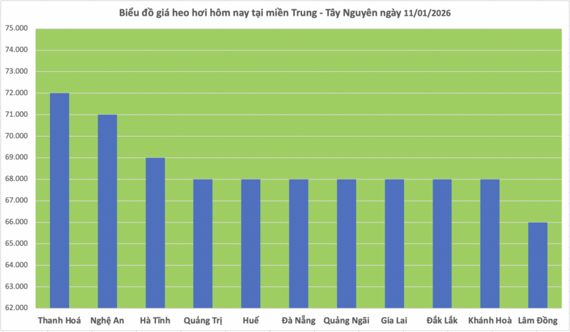 Giá heo hơi hôm nay 11/1/2026: Tiếp đà neo cao - 2
