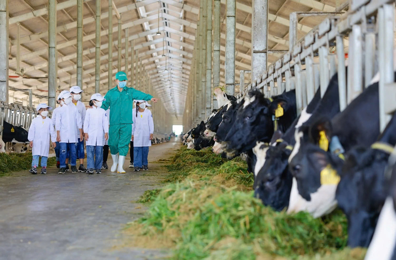 Thị trường nội địa, với quy mô lớn và nhu cầu ngày càng đa dạng, đang trở thành thước đo quan trọng nhất cho sức mạnh của ngành chăn nuôi. Ảnh: Vinamilk