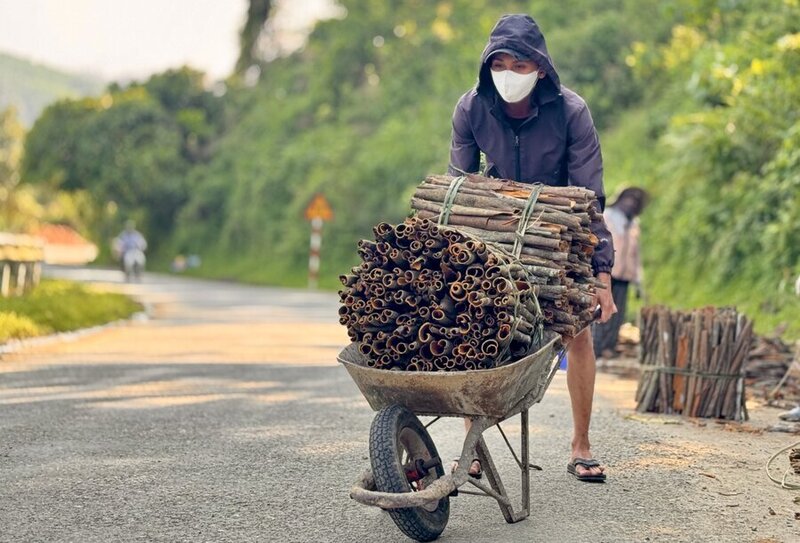 Tiêu thụ sản phẩm dược liệu tại Quảng Ngãi vẫn còn gặp không ít khó khăn. Ảnh: Nguyễn Dương