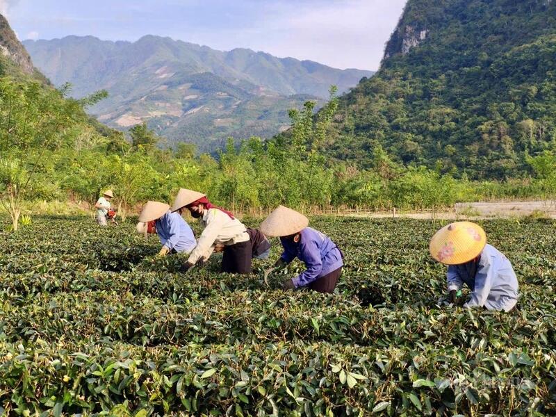 Cây trà trên đất Mường Lạn (tỉnh Điện Biên) đang trở thành sinh kế bền vững cho người dân nơi đây.