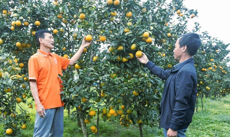 Nghệ An là địa phương có diện tích cam lớn của cả nước và nổi tiếng với các thương hiệu cam Xã Đoài, cam Vinh. Ảnh: Bùi Ánh