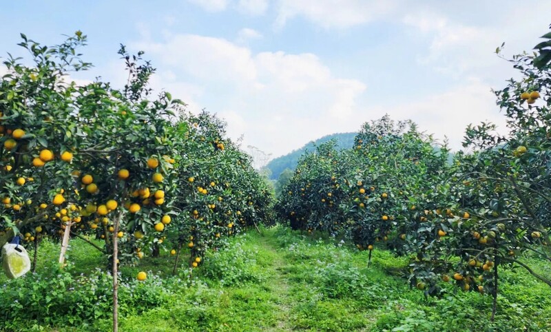 Các trang trại cam trĩu quả, chờ hái phục vụ Tết. Ảnh: Mai Liễu