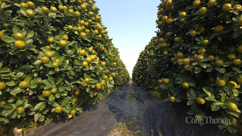 Vườn quất nổi tiếng ở Nam Phong với những cây cao vài mét.