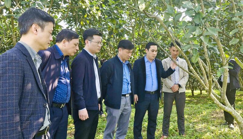 Xã Sơn Tây có lợi thế về rừng sản xuất, các loại cây công nghiệp, chè và dược liệu. Ảnh: Phúc Sơn