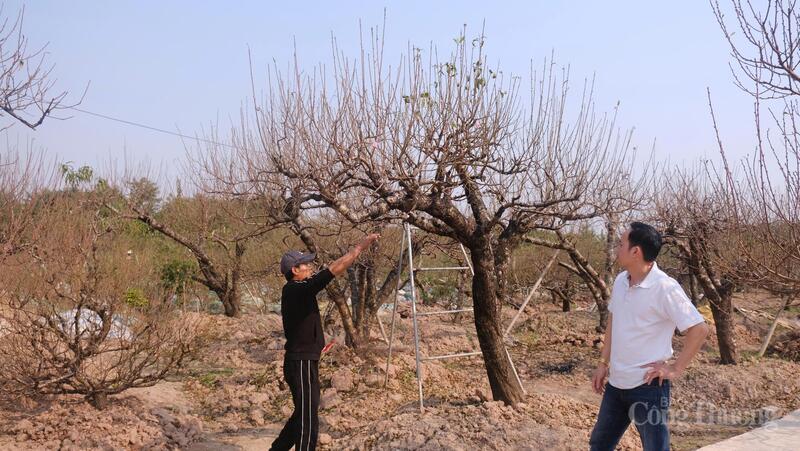 Khách đến nhà anh Điệp đặt cây.