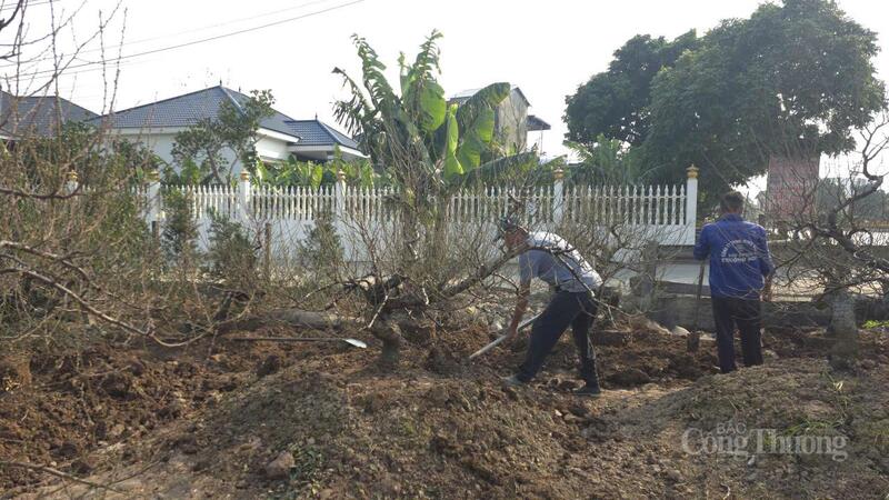 Người trồng đánh cây cho vào chậu trước khi nở hoa.
