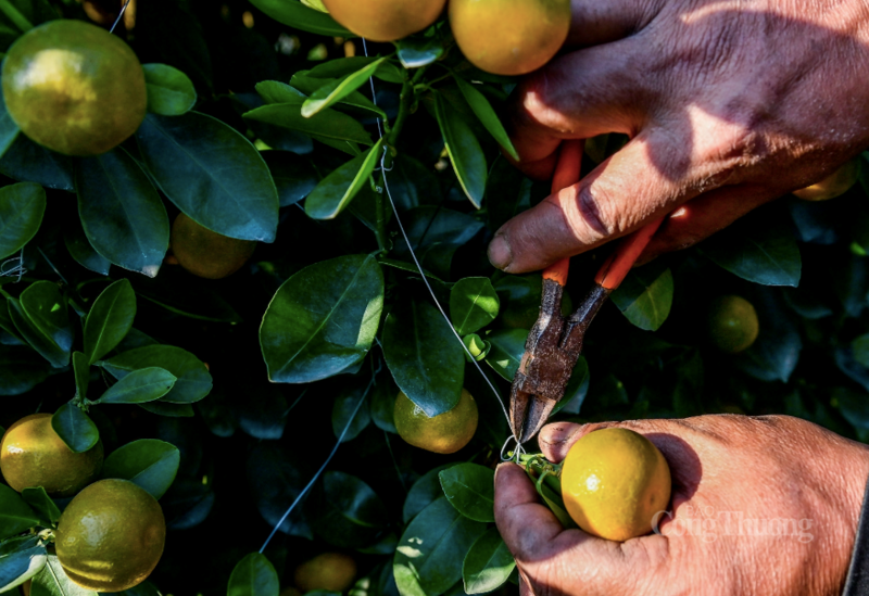 Có những cây phải chăm và tạo dáng tới vài năm.