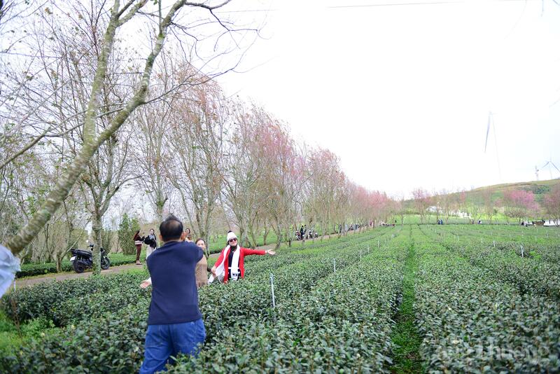 Mùa hoa mai anh đào năm nay thu hút được nhiều du khách từ trong nước và quốc tế đến với Đà Lạt. Ảnh: Minh An