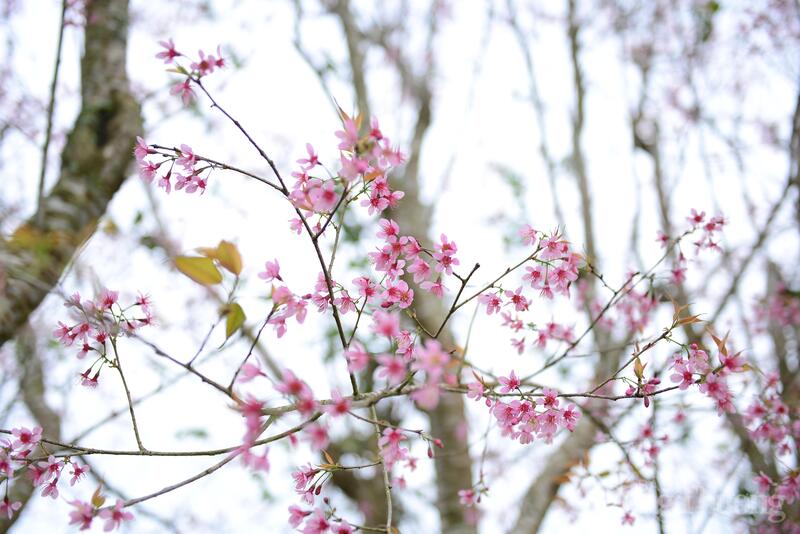 Mai anh đào Đà Lạt mỗi năm chỉ cho hoa một lần vào dịp Tết. Ảnh: Minh An