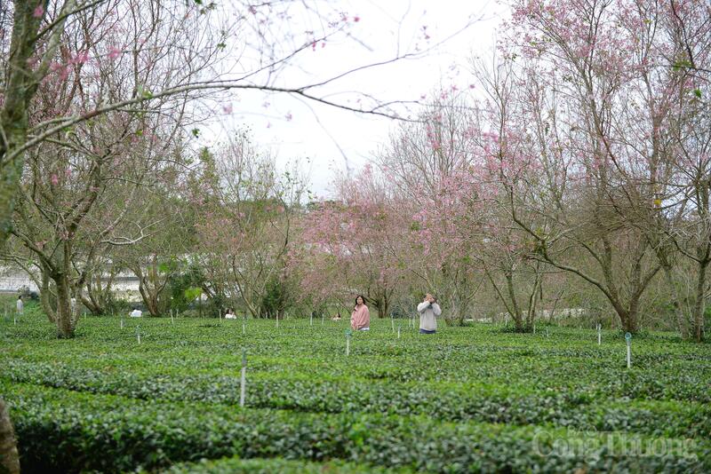 Du khách chụp ảnh với những cây mai anh đào đang nở rộ. Ảnh: Minh An