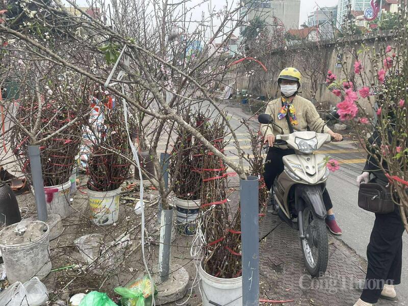 Chị Hoa tranh thủ ngày cuối tuần đi chọn đào rừng chơi Tết sớm.