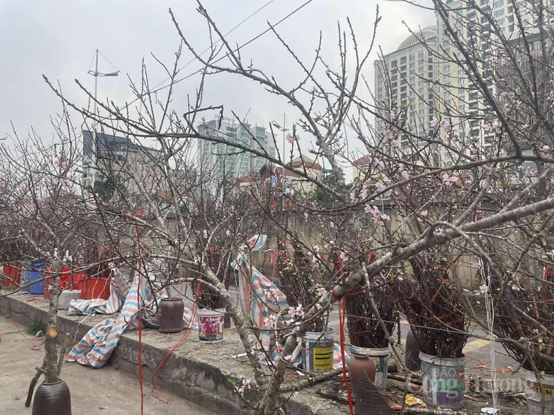 Đào rừng được bán tại đường Âu Cơ.