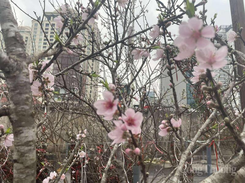 Đào rừng được nhiều người yêu thích bởi dáng cổ, có nhiều rêu phong.