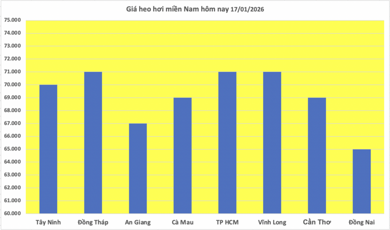 Giá heo hơi hôm nay 17/1/2026: Bất ngờ quay đầu giảm mạnh - 3