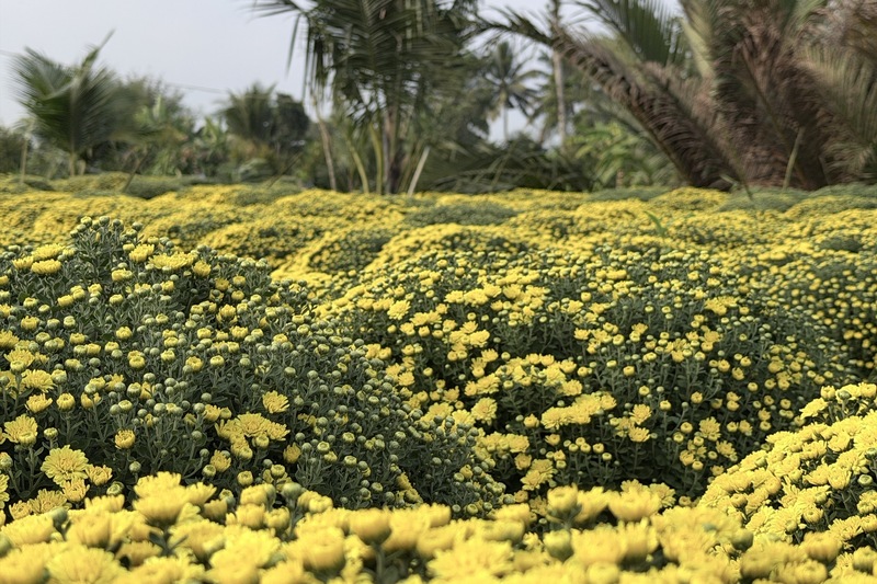 Năm nay, nhiều vườn cúc mâm xôi nở sớm khiến nhà vườn Chợ Lách lo lắng.