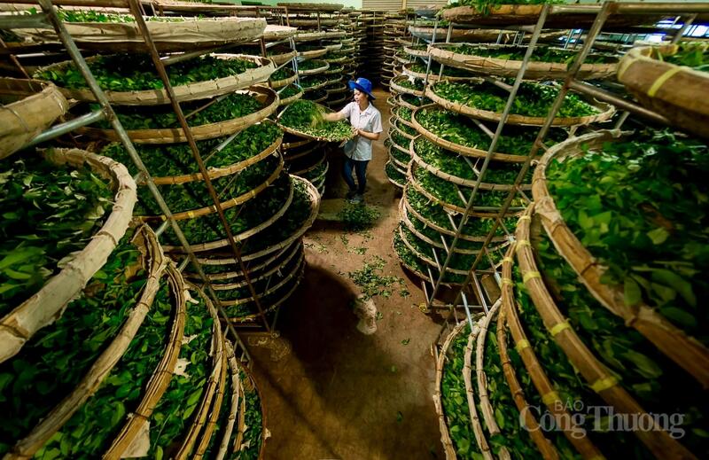 Công nhân phơi lá chè tại nhà máy chế biến. Ảnh: Minh An