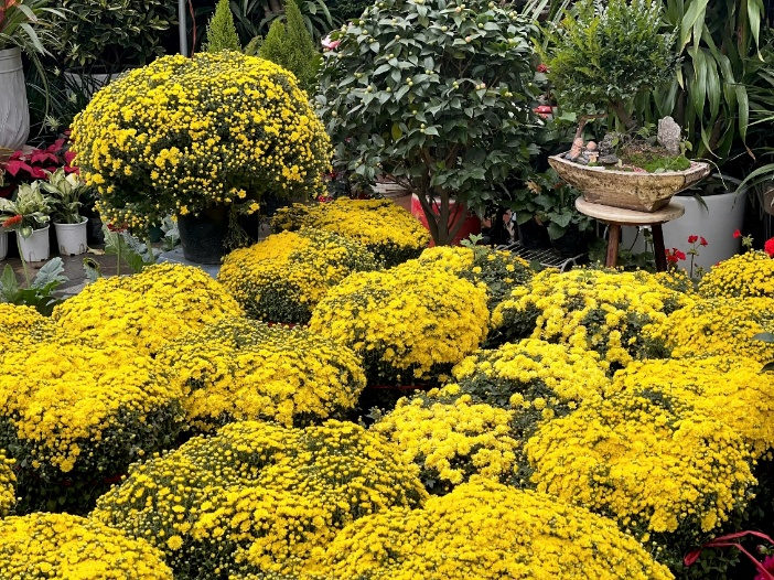 Những chậu cúc mâm xôi đã nở rộ từ sớm. Ảnh: Mai Linh