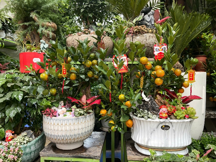 Những chậu quất mini dễ bố trí trên bàn làm việc, phòng khách hay bàn ăn, giúp không gian thêm phần sinh động. Ảnh: Mai Linh