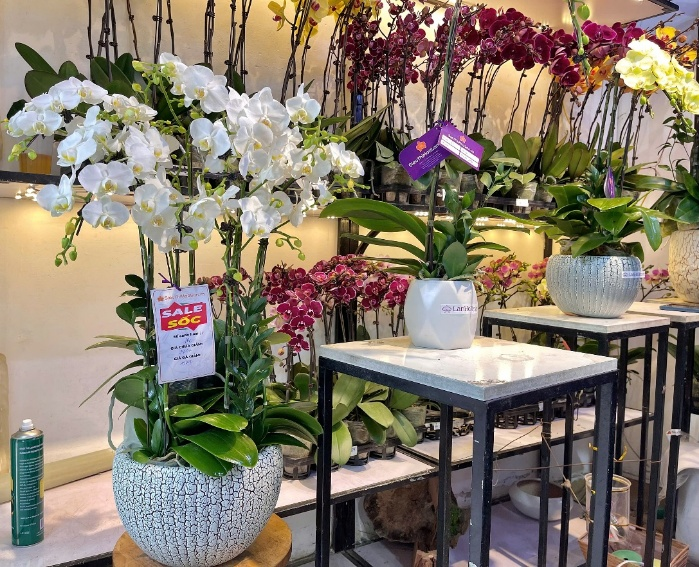 “Sale sốc” những chậu lan ghép cành để thu hút sự quan tâm của khách hàng. Ảnh: Mai Linh