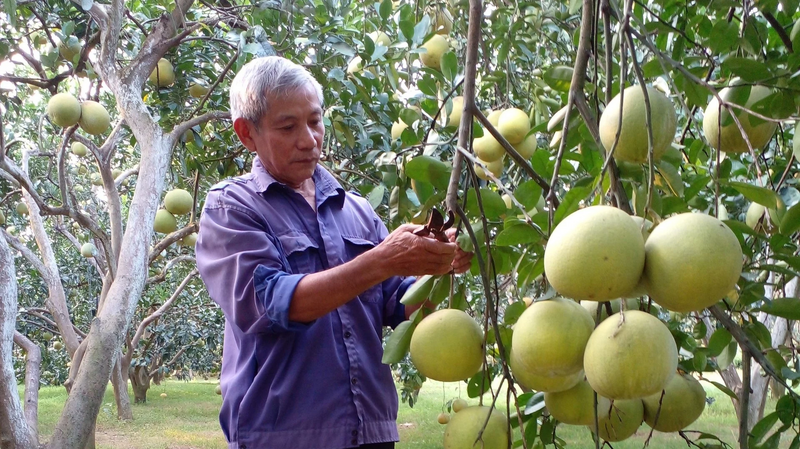 Ông Lê Hữu Diện - Giám đốc Hợp tác xã Nông nghiệp sạch Đức Hậu Lưu. Ảnh: NVCC